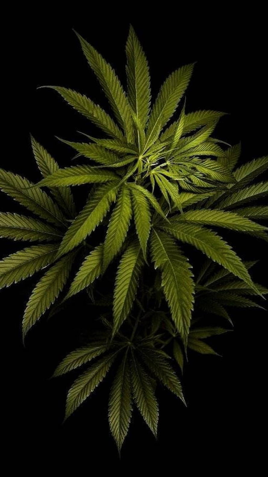 Vibrant Green Cannabis Leaf Isolated on a Deep Black Background HD phone wallpaper