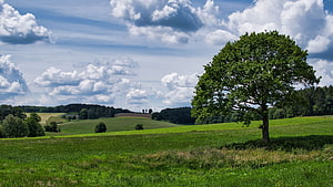 Lush Green Pasture With Solitary Tree Under Blue Sky HD wallpaper
