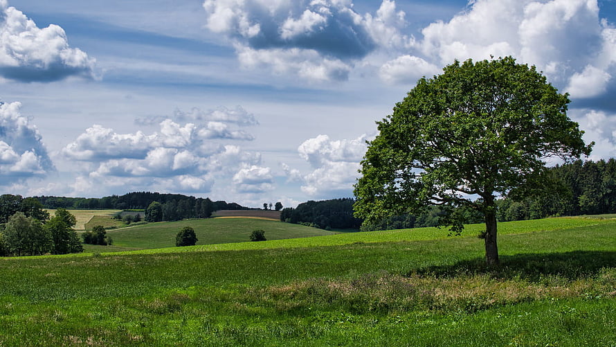 Lush Green Pasture With Solitary Tree Under Blue Sky HD wallpaper