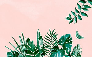 Tropical Watercolor Botanical Illustration With Monstera Leaves And Butterfly On Soft Pink Background HD wallpaper