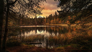 Serene Forest Lake at Golden Hour with Autumn Reflections and Pine Trees HD wallpaper