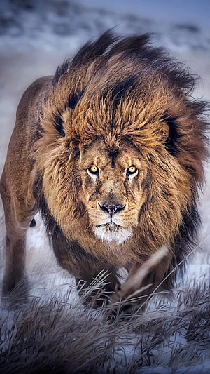 Majestic Male Lion Walking Through Snowy Winter Landscape HD phone wallpaper