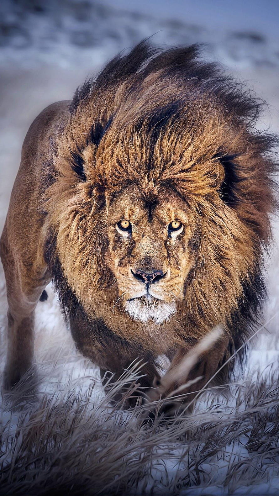 Majestic Male Lion Walking Through Snowy Winter Landscape HD phone wallpaper
