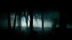 Dark and Mysterious Foggy Forest with Silhouetted Trees and Eerie Atmosphere HD wallpaper