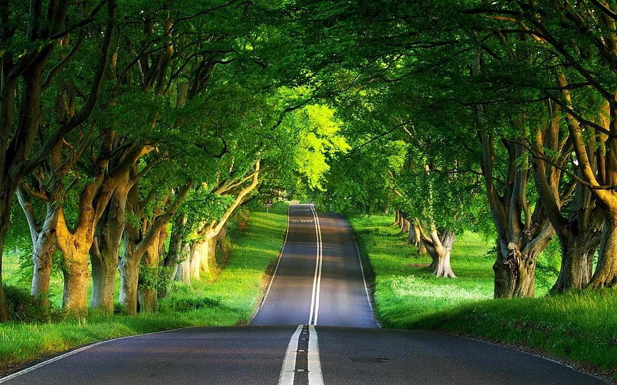 Scenic Country Road Through Lush Green Tree Tunnel HD wallpaper