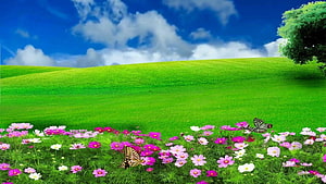 Vibrant Green Hills and Pink Cosmos Flowers with Butterflies Under Blue Sky HD wallpaper