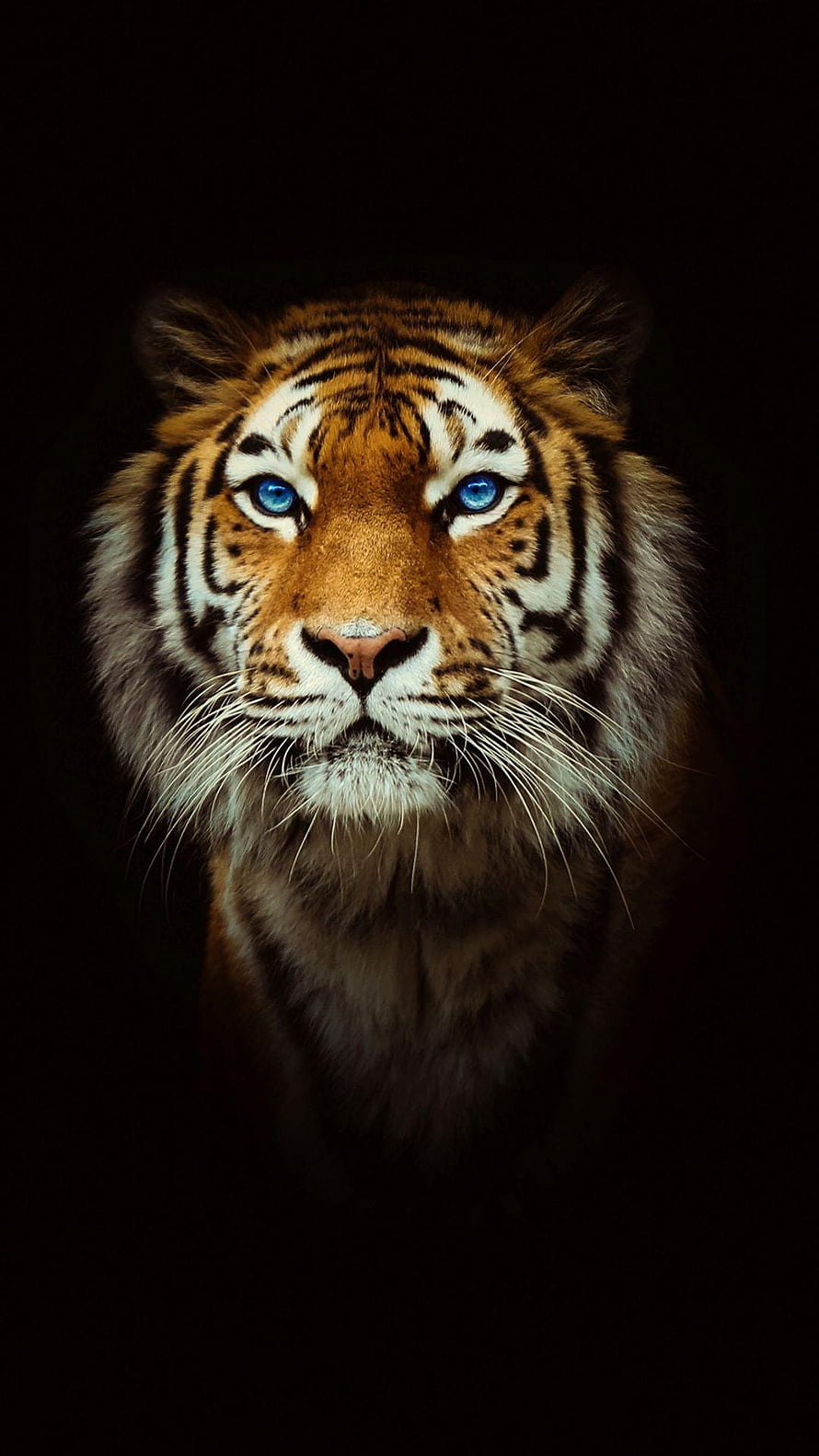 Majestic Tiger Portrait with Striking Blue Eyes Against a Dark Background HD phone wallpaper