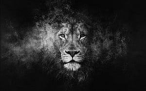 Majestic Black And White Lion Portrait Emerging From Dramatic Smoke HD wallpaper