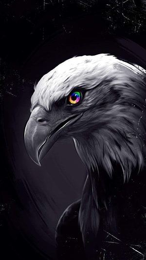 Bald Eagle Portrait With Rainbow Eye On Dark Background HD phone wallpaper