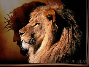 Lion of Judah Profile with Crown of Thorns Silhouette and Dramatic Warm Lighting HD wallpaper