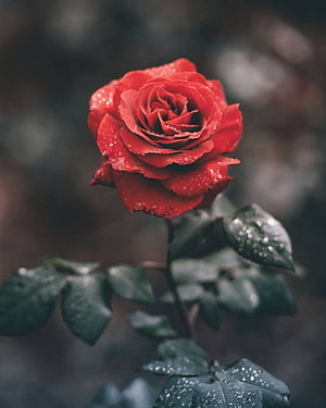 Single red rose with dew drops on petals and leaves against a dark blurred background HD phone wallpaper