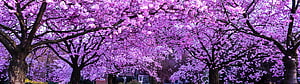 Vibrant Purple Cherry Blossom Canopy in Full Spring Bloom HD wallpaper