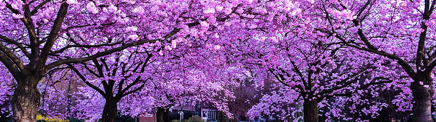 Vibrant Purple Cherry Blossom Canopy in Full Spring Bloom HD wallpaper