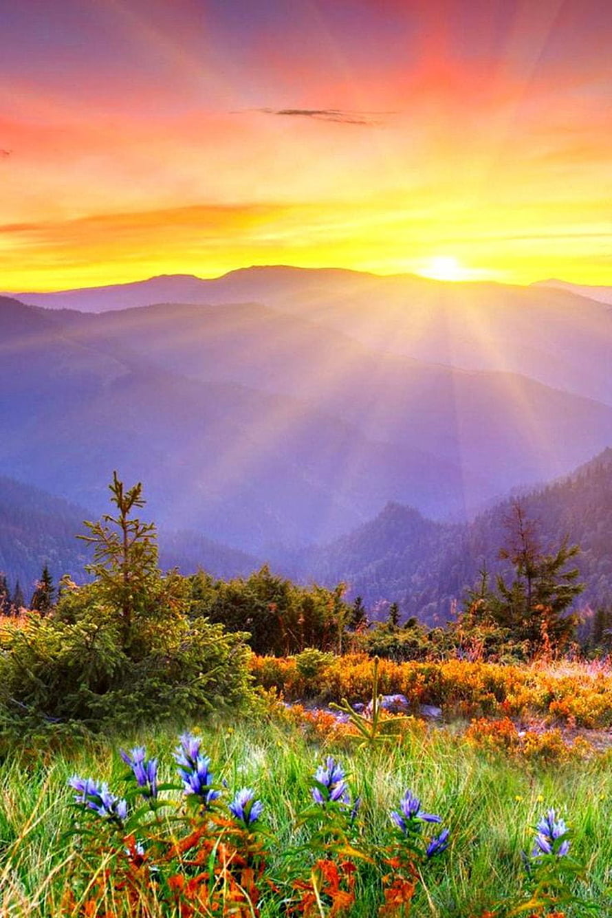 Sunset Over Mountain Ranges With Purple Haze And Wildflowers HD phone wallpaper