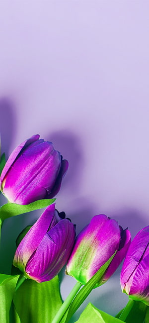 Vibrant Purple Tulip Blooms Against Soft Lavender Background HD phone wallpaper