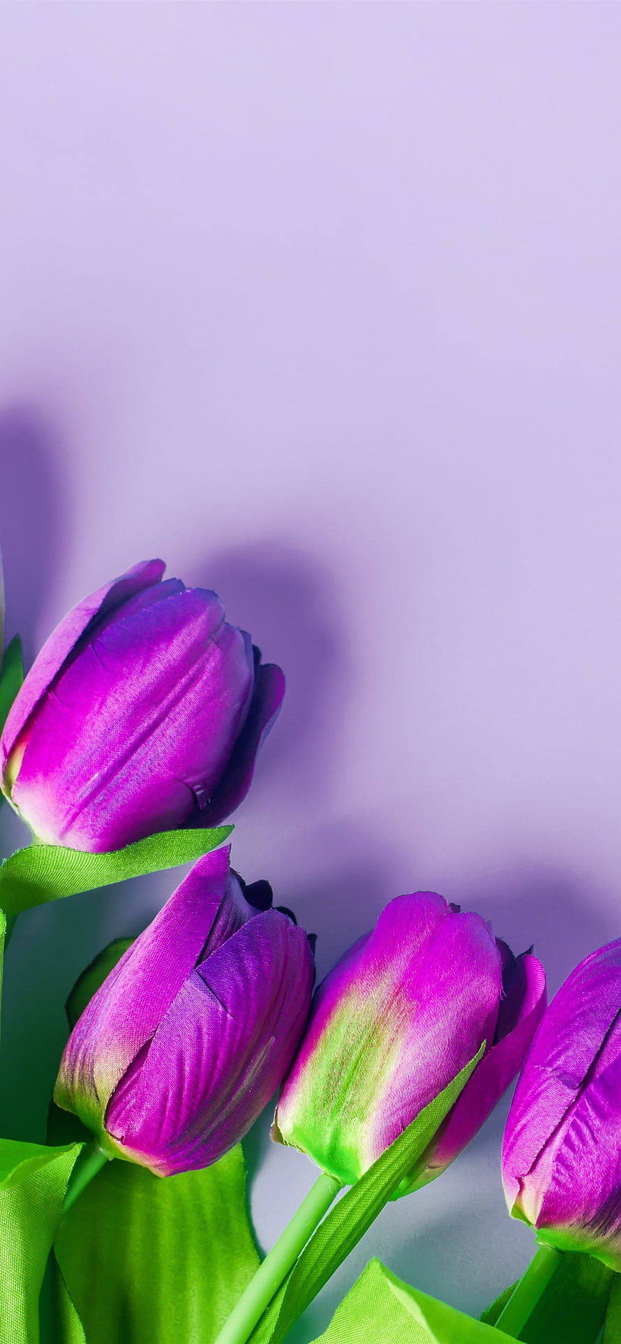 Vibrant Purple Tulip Blooms Against Soft Lavender Background HD phone wallpaper