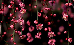 Delicate Pink Plum Blossoms Hanging on Dark Branches HD wallpaper