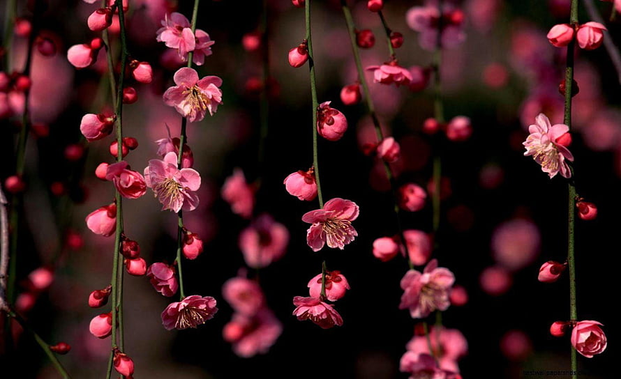Delicate Pink Plum Blossoms Hanging on Dark Branches HD wallpaper