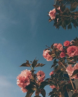 Pink Cherry Blossoms Blooming Against a Clear Blue Sky HD phone wallpaper