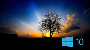 Windows 10 Desktop Wallpaper Featuring Silhouetted Tree Against Dramatic Sunset Sky HD wallpaper