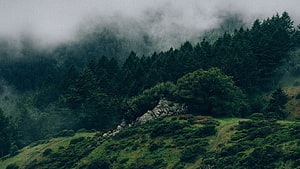 Misty Mountain Forest Landscape with Winding Trail and Rock Outcrop HD wallpaper