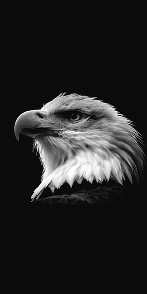 Majestic Bald Eagle Head Portrait in Black and White HD phone wallpaper