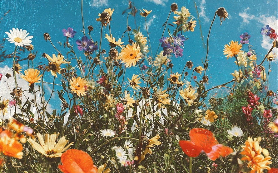 Wildflower Meadow Under Blue Sky With Vintage Film Grain Texture HD wallpaper