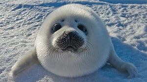 Cute Baby Seal Pup Lying on Snowy Ice with Big Dark Eyes and White Fur HD wallpaper