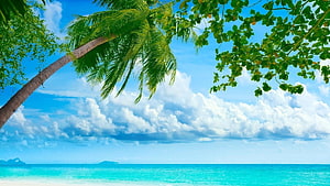 Tropical Paradise Beach With Palm Trees And Turquoise Ocean HD wallpaper
