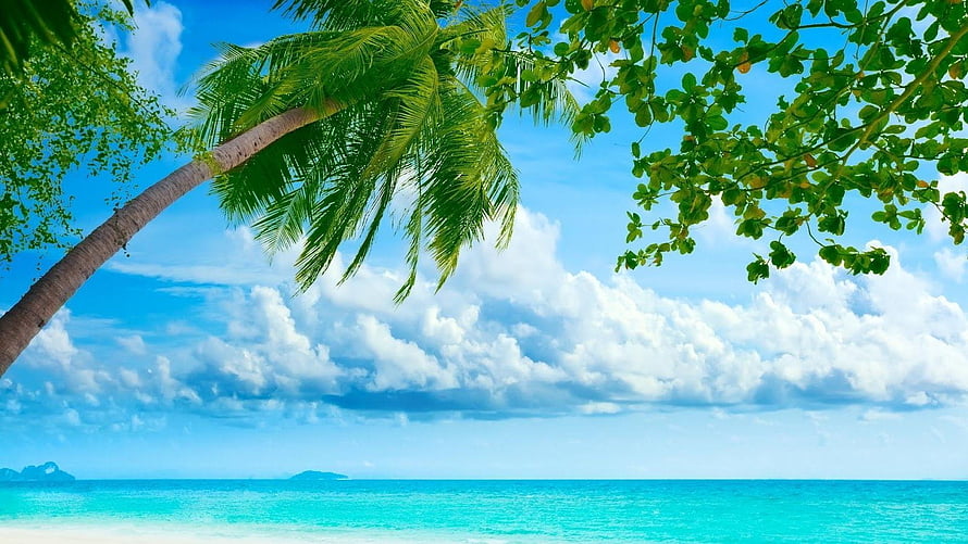 Tropical Paradise Beach With Palm Trees And Turquoise Ocean HD wallpaper