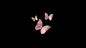 Elegant Pink Butterflies Flying on Black Background HD wallpaper