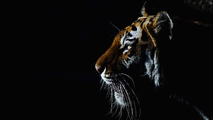 Dramatic Side Profile of a Tiger Head in Low Light Against a Black Background HD wallpaper