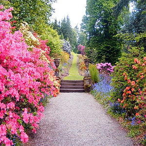 Vibrant Spring Garden Path Lined With Pink Azaleas And Blue Flowers HD phone wallpaper