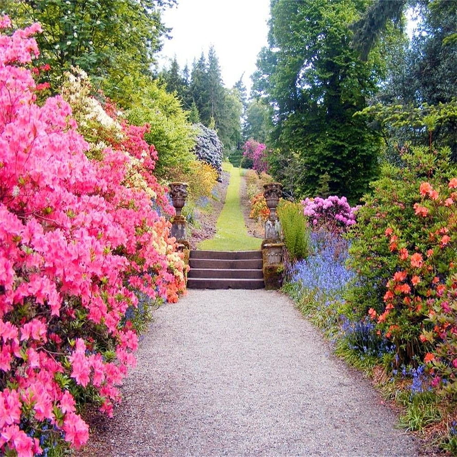 Vibrant Spring Garden Path Lined With Pink Azaleas And Blue Flowers HD phone wallpaper