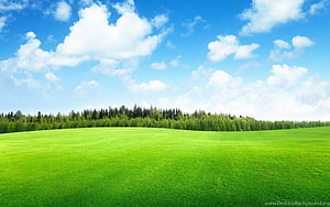 Vast Green Meadow with Distant Forest Line Under a Bright Blue Sky HD wallpaper