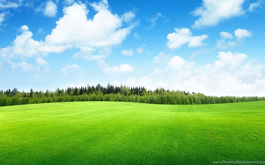 Vast Green Meadow with Distant Forest Line Under a Bright Blue Sky HD wallpaper