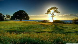 Serene Sunset Over Coastal Grassland With Silhouetted Trees And Ocean Horizon HD wallpaper