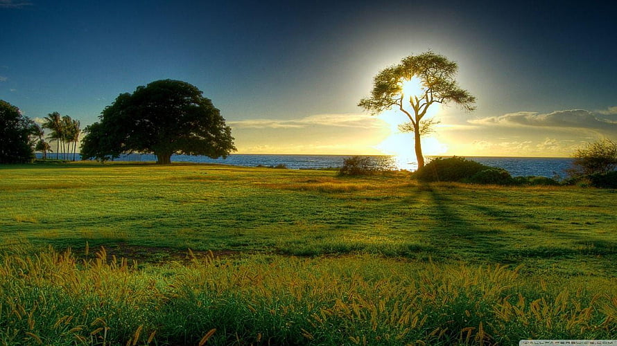 Serene Sunset Over Coastal Grassland With Silhouetted Trees And Ocean Horizon HD wallpaper