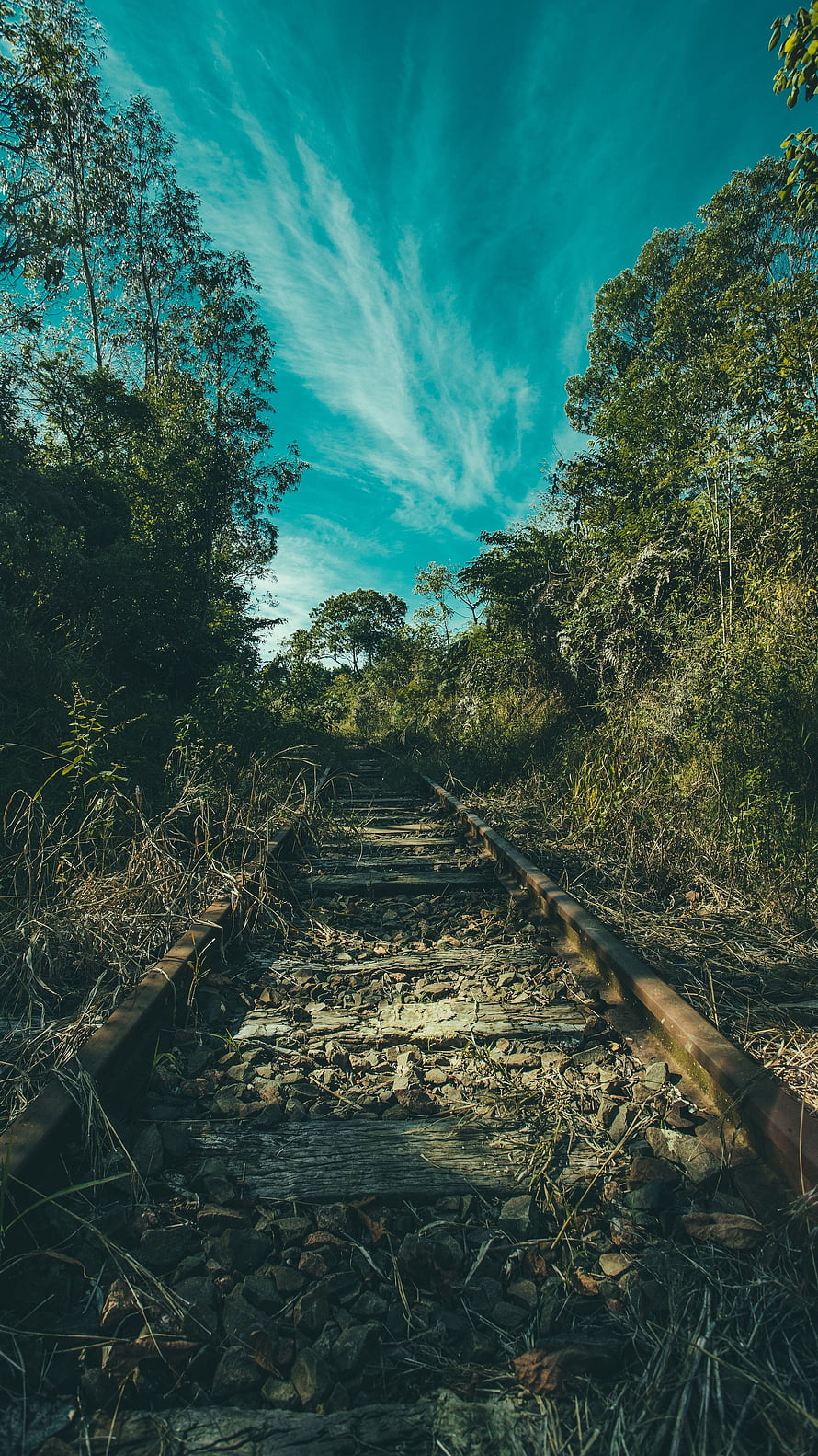 Abandoned Railway Tracks Overgrown With Nature Under A Vibrant Teal Sky HD phone wallpaper