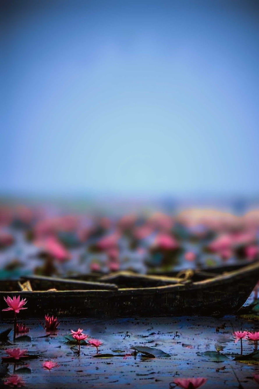 Serene Pink Water Lilies Floating on Calm Blue Lake with Wooden Boat HD phone wallpaper