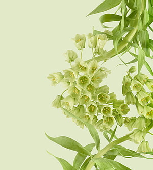 Delicate Pale Green Bell Flowers with Long Stems on a Soft Mint Background HD phone wallpaper