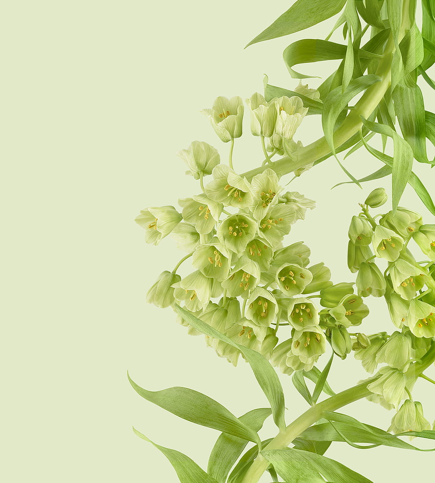 Delicate Pale Green Bell Flowers with Long Stems on a Soft Mint Background HD phone wallpaper