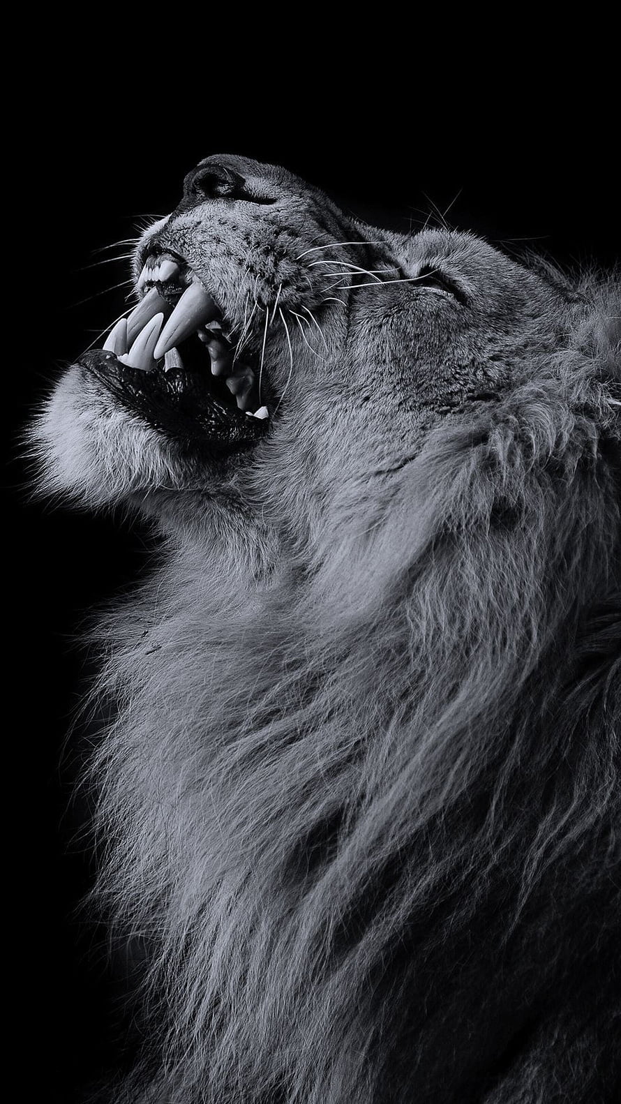 Majestic Black And White Lion Roaring With Sharp Teeth And Thick Mane, red and black lion, #Lion HD phone wallpaper