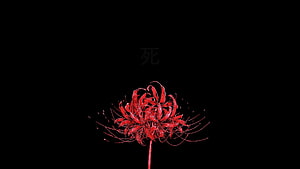 Vibrant Red Spider Lily Higanbana Blooming Against a Dark Black Background HD wallpaper
