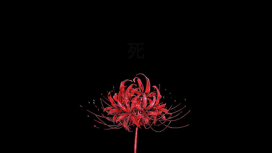 Vibrant Red Spider Lily Higanbana Blooming Against a Dark Black Background HD wallpaper