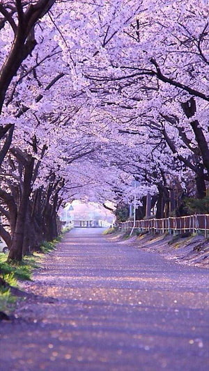 Korean Cherry Blossom Tunnel: A Dreamy Spring Path Lined with Pink Sakura Trees HD phone wallpaper