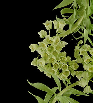 Elegant Green Fritillaria Imperialis Flowers on Black Background HD phone wallpaper