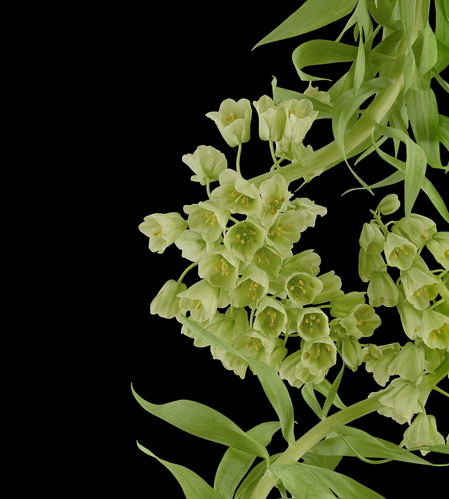 Elegant Green Fritillaria Imperialis Flowers on Black Background HD phone wallpaper