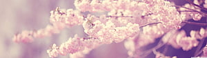 Soft Pink Cherry Blossom Branches in Dreamy Spring Bloom HD wallpaper
