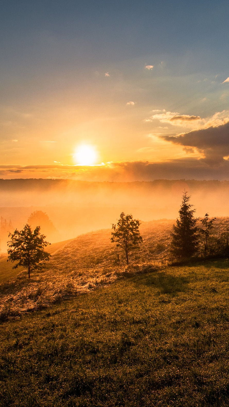 Golden Sunrise Over Misty Hills With Scattered Trees And Foggy Valley Landscape HD phone wallpaper